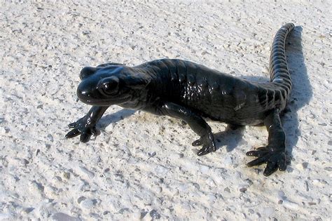 Free Black Salamander Stock Photo - FreeImages.com