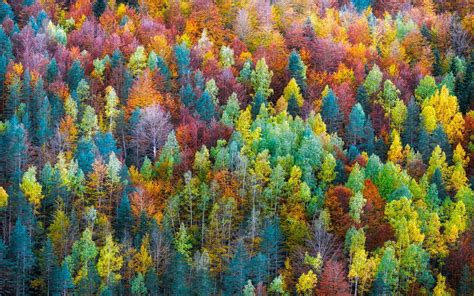 Rainbow Forest Wallpapers - Top Free Rainbow Forest Backgrounds - WallpaperAccess