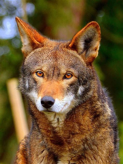 Redwolf | Red wolf, Rare animals, Endangered animals