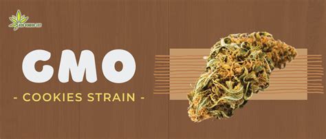 GMO Cookies Strain Review: A Potent and Flavorful Hybrid Cannabis Experience - 420 Vendor List