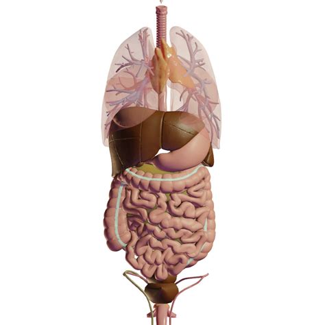 Open source Human Anatomy Atlas - OpenAnatomy - 3D Slicer Community