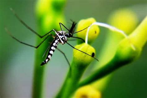 10 Facts about Mosquitoes that Will Make You Hate them Less - Mom Goes Camping