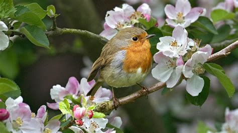 robins, Birds, Flowers, Twigs Wallpapers HD / Desktop and Mobile Backgrounds