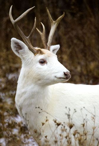 Chemin des Muguets: The White Deer of the Senecas