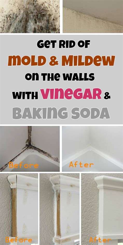 how to remove mold from painted walls with vinegar - Perch Blook Photo Exhibition