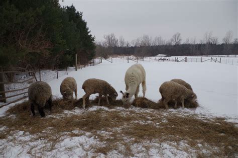 The Lincoln Longwool Sheep - Countryside