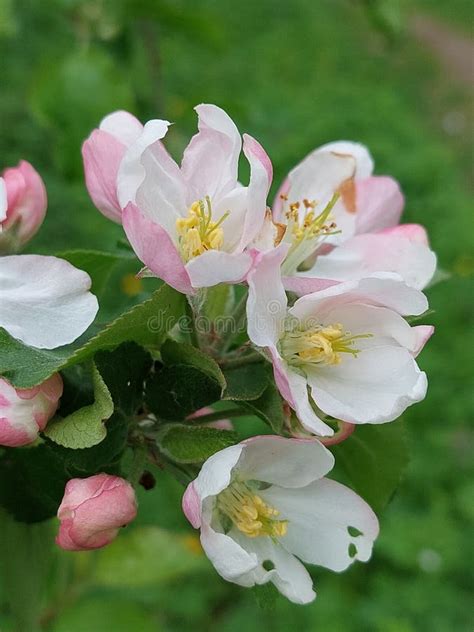 Malus domestica stock image. Image of blooming, nature - 247537131