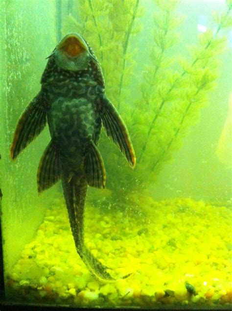 Giant Plecostomus algae eater - underneath view