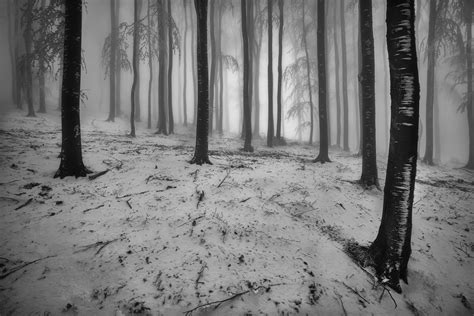 Winter beech forest with fog 11018037 Stock Photo at Vecteezy