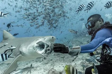 Diving for Dakuwaqa: giving Fiji's shark god a helping hand | Shark ...