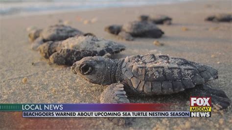 Sea Turtle Nesting Season Is Underway In Myrtle Beach - WFXB