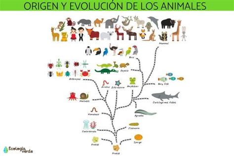 Origen y evolución de los animales - Resumen y línea del tiempo ...