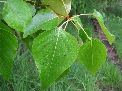 Black cottonwood (Populus trichocarpa) 3 | EMSWCD