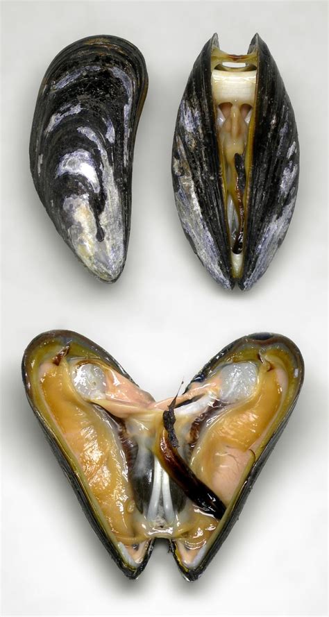 Blue mussel - Alchetron, The Free Social Encyclopedia