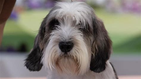 Buddy Holly, the petit basset griffon Vendéen, wins Westminster dog show