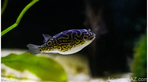 Exploring the charismatic freshwater puffer fish - Aquarium A to Z