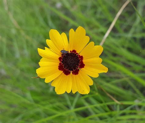 A Guide to Kansas Wildflowers by Season: Spring, Summer, and Fall | Summer flowers garden, Wild ...