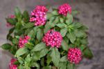 Pentas Plant Pruning - How And When To Cut Back A Pentas Plant