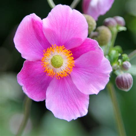 Buy Japanese anemone Anemone hupehensis 'Bowles's Pink': Delivery by ...