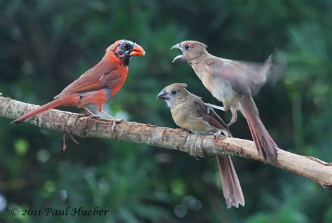 Northern Cardinal male feeding his juveniles (Cardinalis cardinalis ...