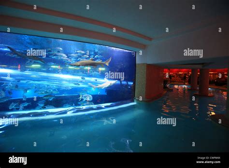 Shark tank slide and pool in Golden nugget casino hotel in Las Vegas, Nevada, US Stock Photo - Alamy