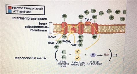 Electron Transport Chain Diagram Cellular Respiration