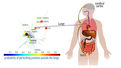 Why Does COVID-19 Impact Only Some Organs, Not Others? - AIP Publishing LLC