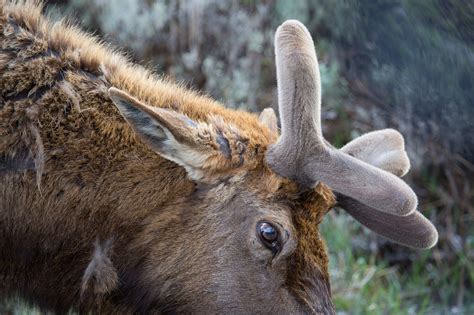 Yellowstone Natural History: Elk - Yellowstone Insider