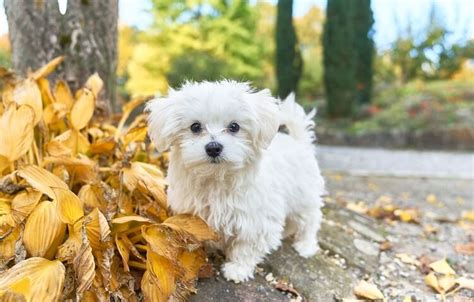 9 Fascinating And Little Known Facts About A Teacup Maltese | All Things Dogs