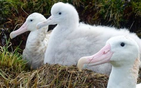 RSPB sends task force to remote Atlantic Island to tackle giant mice which eat albatross chicks ...