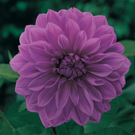 Large Decorative Dahlia Le Baron | K. van Bourgondien