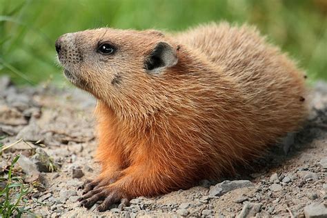 What is the Difference Between Gopher and Groundhog - Pediaa.Com