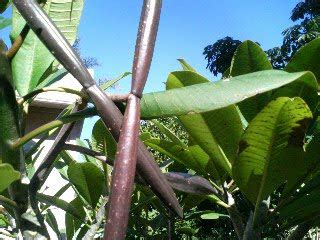 Frangipani Passions: Frangipani Seedpods