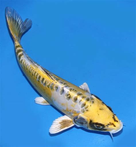 yellow koi fish Golden koi fish rare yellow cost most beautiful color - koifish