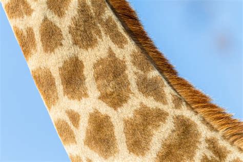 Giraffe Animal Neck Closeup Stock Photo - Image of closeup, colors: 97299670