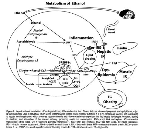 Metabolism of Ethanol - DocMuscles