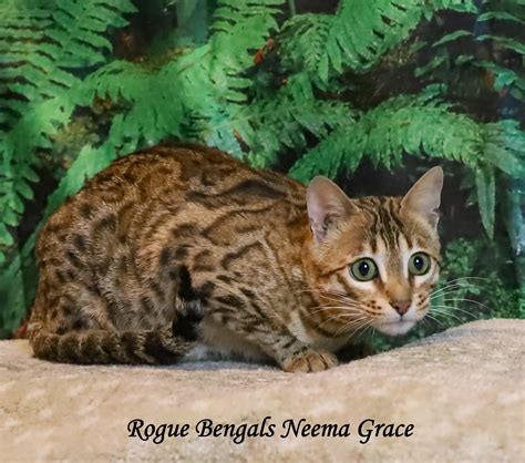 Leopard cats used in Bengal Breeding program SolanaRanch and ...