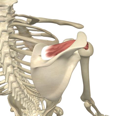 Supraspinatus - Rotator Cuff Muscle - Yoganatomy