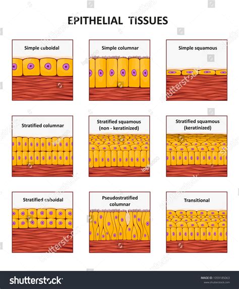 238 Types Epithelium Images, Stock Photos & Vectors | Shutterstock