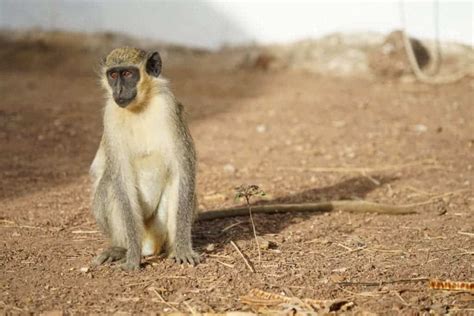 African green monkeys howling at drones teach us about the evolution of ...