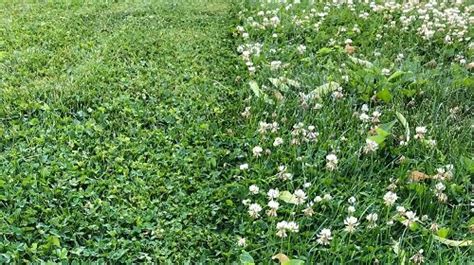 Tips For Growing Clover Lawns - Midwest Gardening