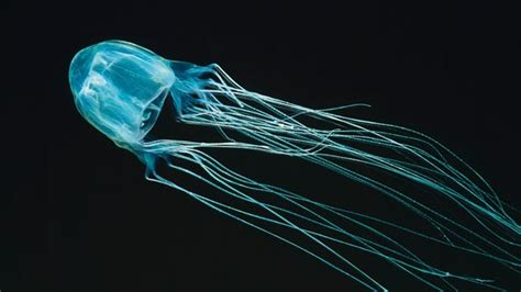 Antidote Found for Deadly Box Jellyfish Sting | Lab Manager