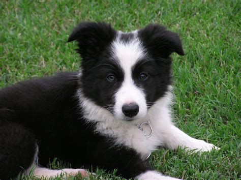 Nothing found for Pupstekoop | Collie puppies, Puppy dog pictures, Collie