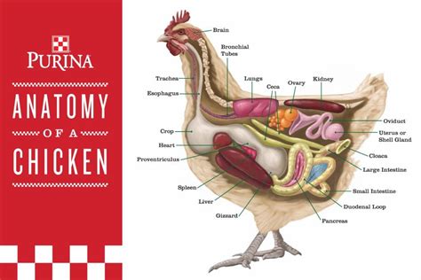 chicken-anatomy Raising Backyard Chickens, Backyard Poultry, Chicken Chick, Chicken Feed ...