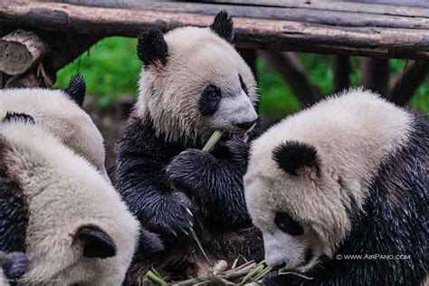 Chengdu Research Base of Giant Panda Breeding (AP) | Special ...