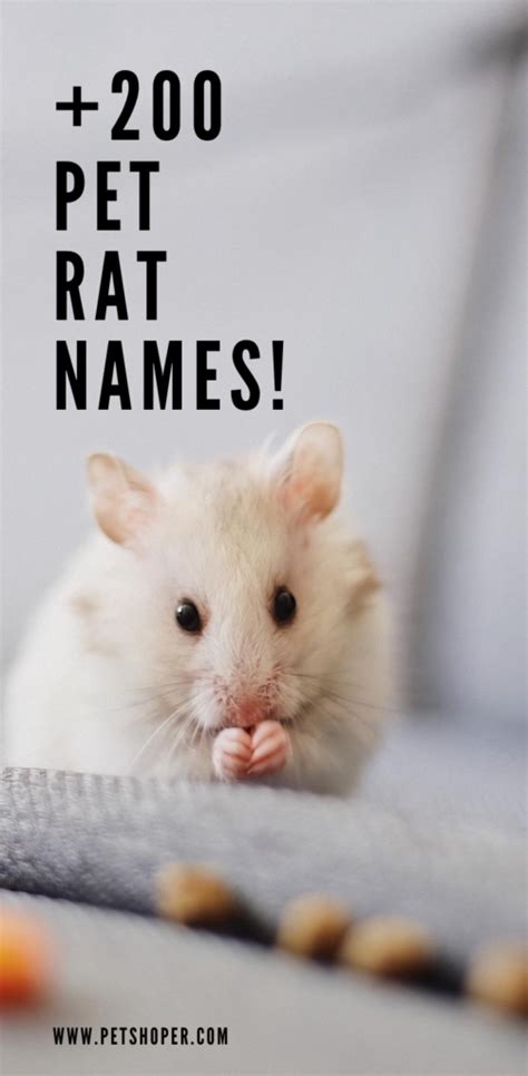 Rat Names +200 Awesome Ideas [Cute & Male & Female] | PetShoper | Cute ...