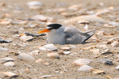 Least tern (nesting) | Near the Point in Stone Harbor, NJ. L… | Flickr