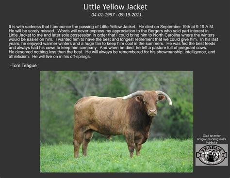 Little Yellow Jacket | Teague Bucking Bulls - In Memory of Little ...