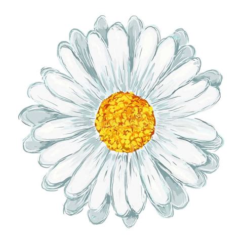 Daisy stock illustration. Illustration of beautiful, white - 15782374 ...