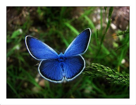 Blue butterfly by VictorLEM on DeviantArt